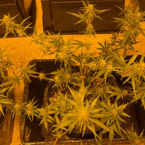 Unknown strain growlog timeline photo