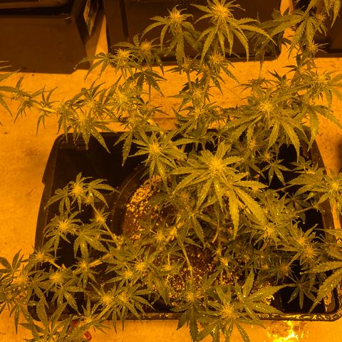 Unknown strain growlog timeline photo