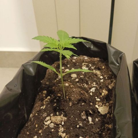 Florencia P5 growlog timeline photo