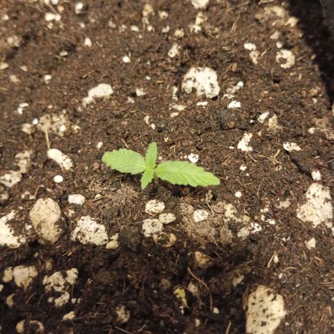 María P3 growlog timeline photo