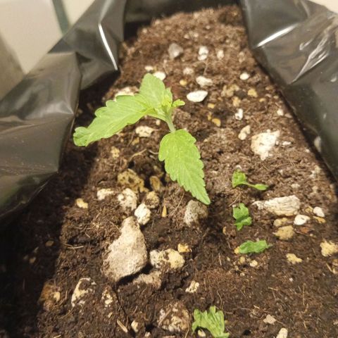 Misifu P1 growlog timeline photo