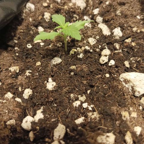 Pecopon P4 growlog timeline photo