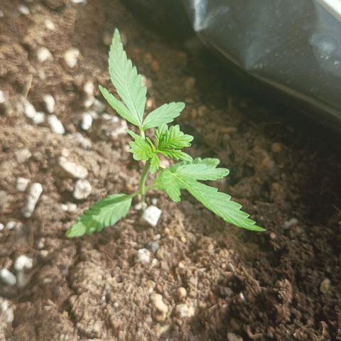 María P3 growlog timeline photo
