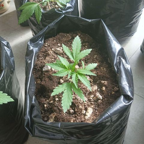 Pecopon P4 growlog timeline photo