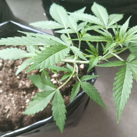 Florencia P5 growlog timeline photo