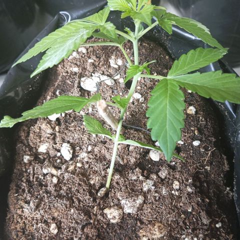 Misifu P1 growlog timeline photo