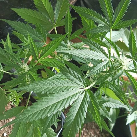 Florencia P5 growlog timeline photo
