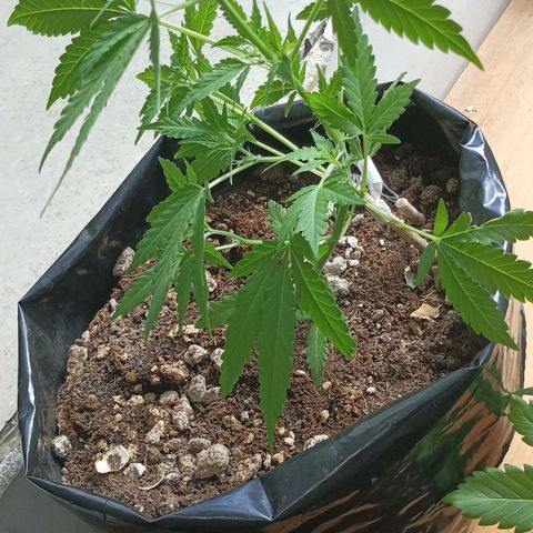 Pecopon P4 growlog timeline photo