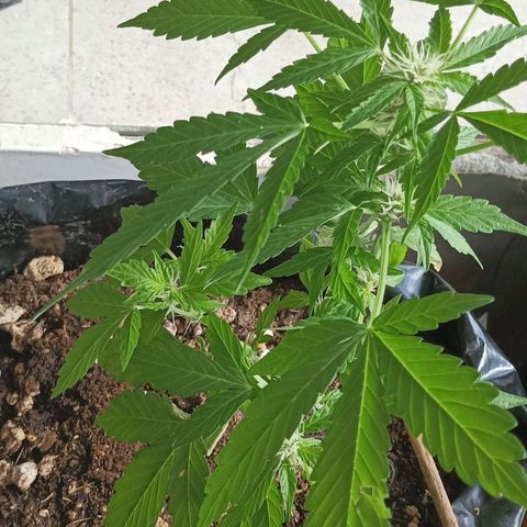 Misifu P1 growlog timeline photo