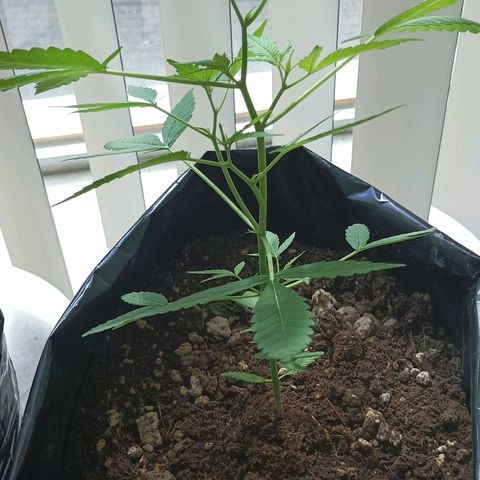 María P3 growlog timeline photo