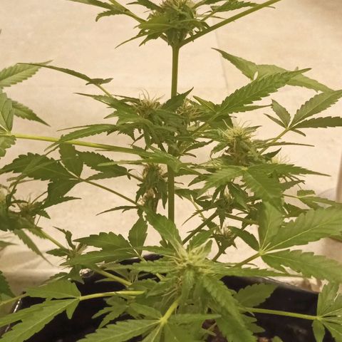 Pecopon P4 growlog timeline photo