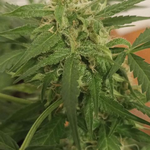 Florencia P5 growlog timeline photo