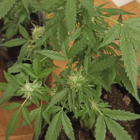 Florencia P5 growlog timeline photo