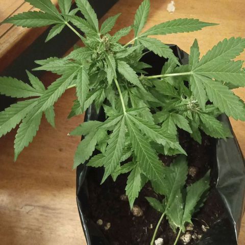 Misifu P1 growlog timeline photo