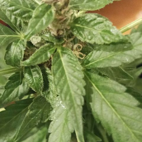 Misifu P1 growlog timeline photo