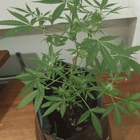 María P3 growlog timeline photo