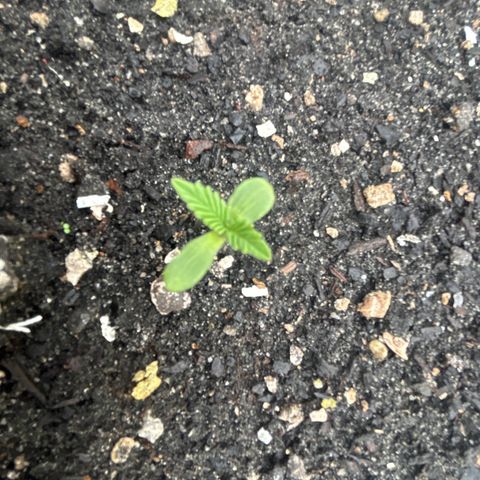 Pink cookies growlog photo: 7:06 de la tarde 