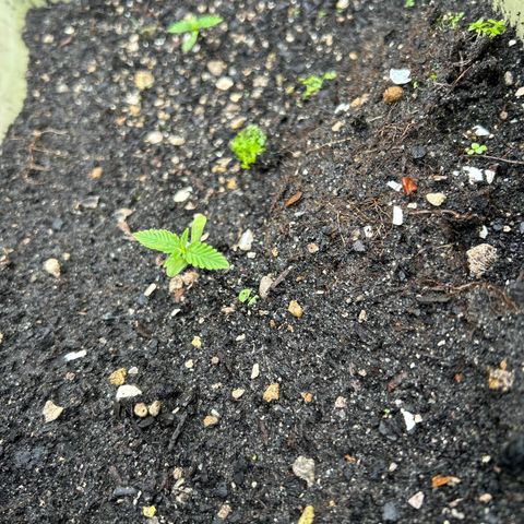 Pink cookies growlog photo: 3:20 no les he tenido q hacer nada d maleta natural 
