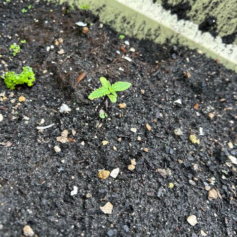 Pink cookies growlog photo: 3:20 no les he tenido q hacer nada d maleta natural 
