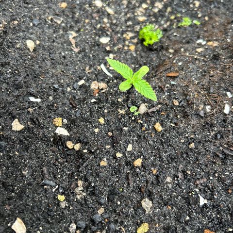 Pink cookies growlog photo: 3:20 no les he tenido q hacer nada d maleta natural 
