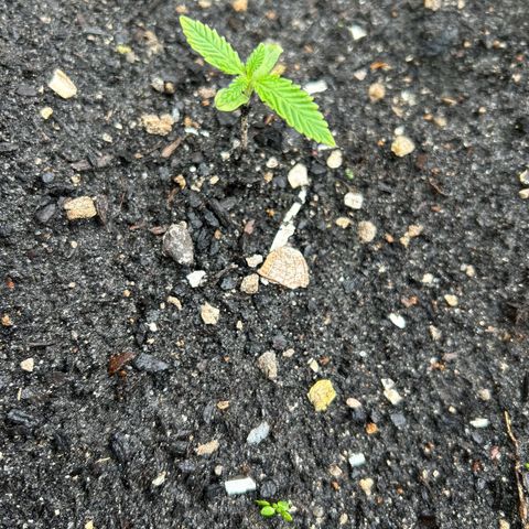 Pink cookies growlog photo: 3:20 no les he tenido q hacer nada d maleta natural 
