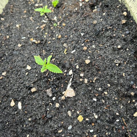Pink cookies growlog photo: 3:20 no les he tenido q hacer nada d maleta natural 
