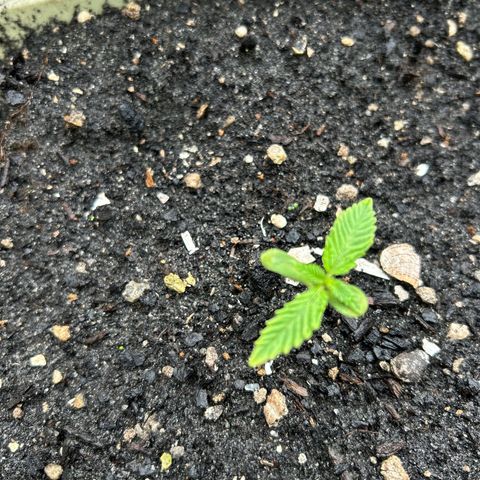 Pink cookies growlog photo: 3:20 no les he tenido q hacer nada d maleta natural 
