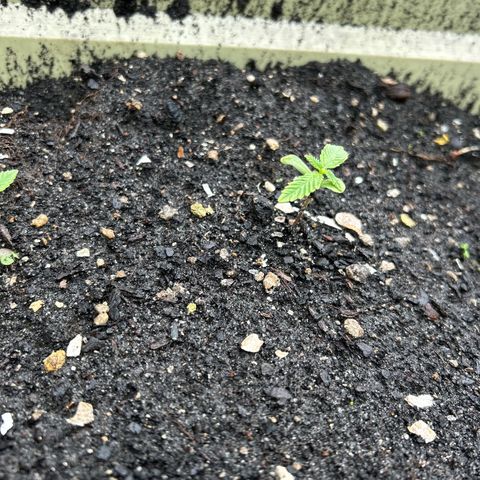 Pink cookies growlog photo: 3:20 no les he tenido q hacer nada d maleta natural 
