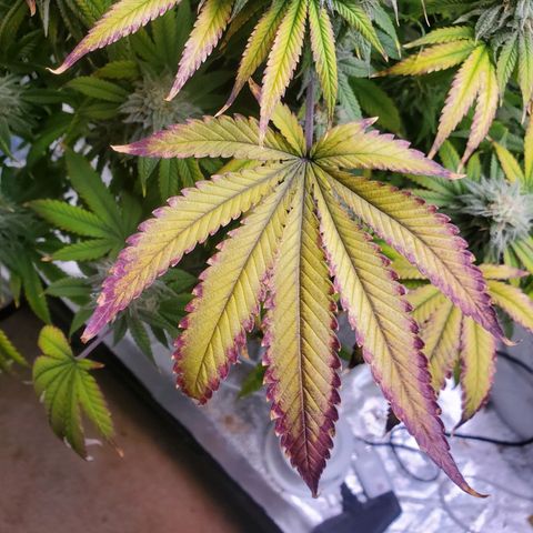 Critical  cake mix growlog timeline photo