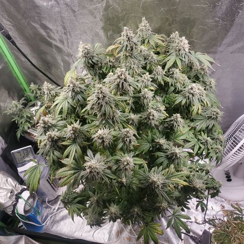 Critical  cake mix growlog photo: Last day of light