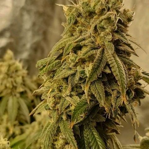 Critical  cake mix growlog timeline photo