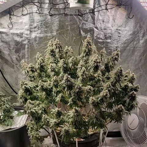 Critical  cake mix growlog timeline photo