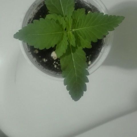 Whidak47[SXL141] growlog timeline photo