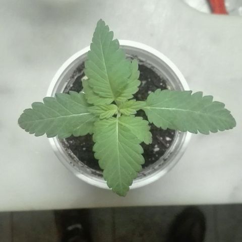 Whidak47[SXL141] growlog photo: Día dos:en el mismo cuando me desperté a las 13 aprox la plant estaba un poco caida la Regue y levanto bastante 