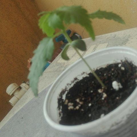 Whidak47[SXL141] growlog photo: Aka se la ve a las 13 aprox medida caida y cuando le Di agua levanto 