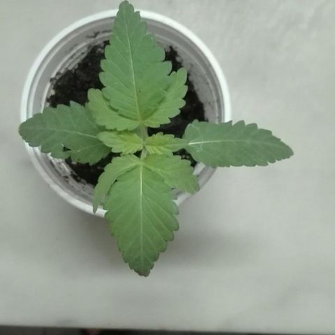Whidak47[SXL141] growlog photo: Presenta nen las hojas mordeduras tipo insecto aparentemente