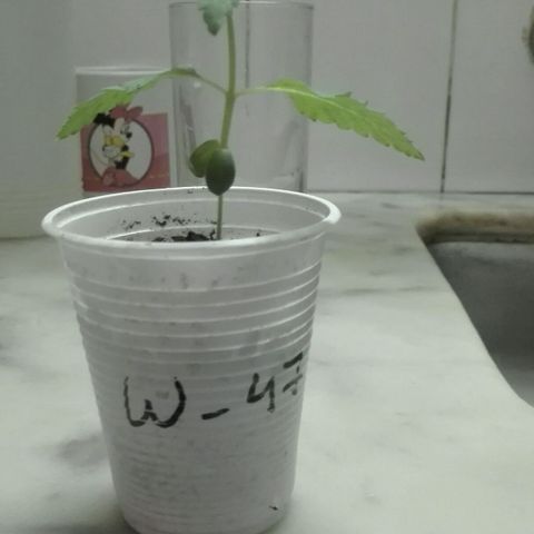 Whidak47[SXL141] growlog photo: Presenta nen las hojas mordeduras tipo insecto aparentemente