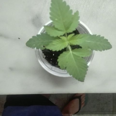 Whidak47[SXL141] growlog photo: Se la ve bien presenta manchas amarillentos claro indicativo.de exceso de sol 