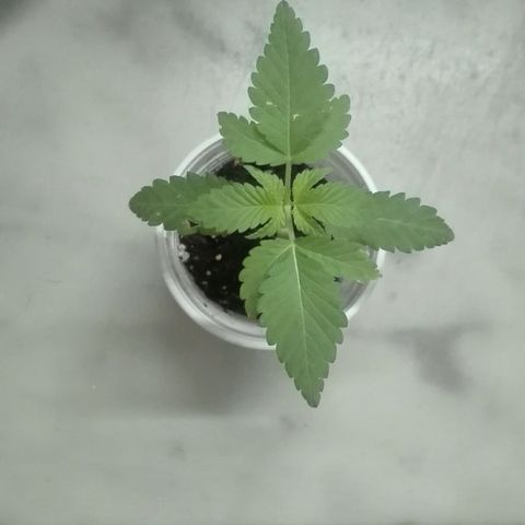 Whidak47[SXL141] growlog photo: Se ma. Ve muy Bienn muy avanzada están saliendo nuevos yayos, hoy estuvo nublado y no tomó mucho.sol  pero estuvo todo el Día afuera
