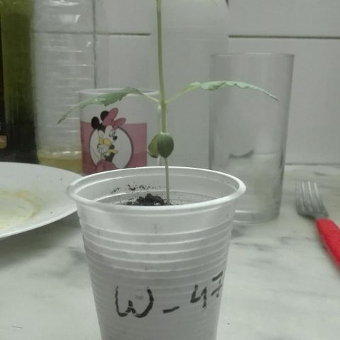 Whidak47[SXL141] growlog photo: Se ma. Ve muy Bienn muy avanzada están saliendo nuevos yayos, hoy estuvo nublado y no tomó mucho.sol  pero estuvo todo el Día afuera