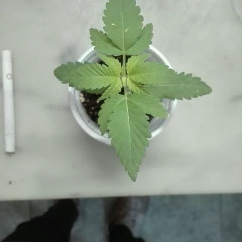 Whidak47[SXL141] growlog photo: Excelente proceso 