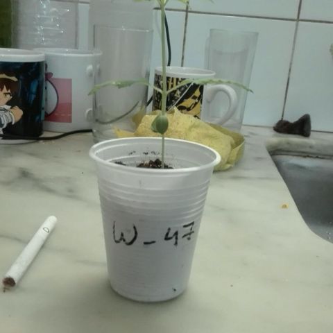 Whidak47[SXL141] growlog photo: Excelente proceso 