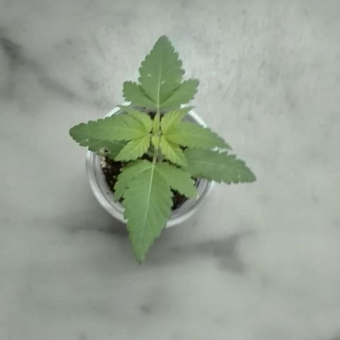 Whidak47[SXL141] growlog timeline photo