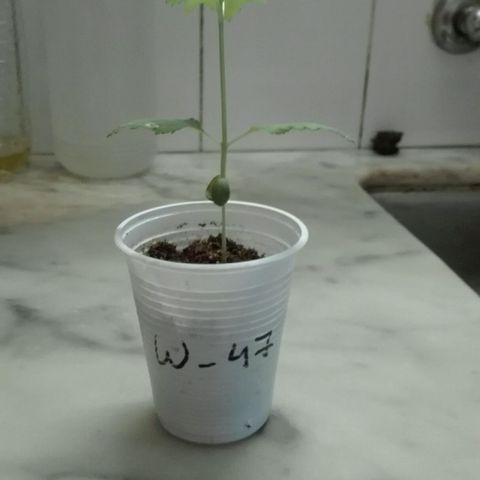 Whidak47[SXL141] growlog timeline photo