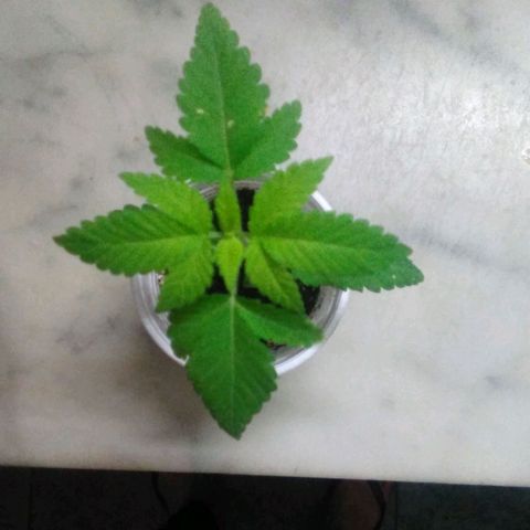 Whidak47[SXL141] growlog photo: Su proceso bien e en perfectas condiciones su trasnaokante esta un poco atrasado 