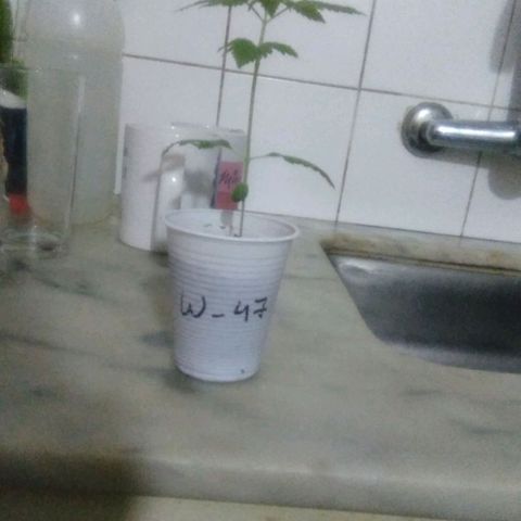 Whidak47[SXL141] growlog photo: Se la ve muy bien un muy bien avance yava casi por favor el 4 conjunto de ojas y la planta ya estaouodnedo transplante a gritos 