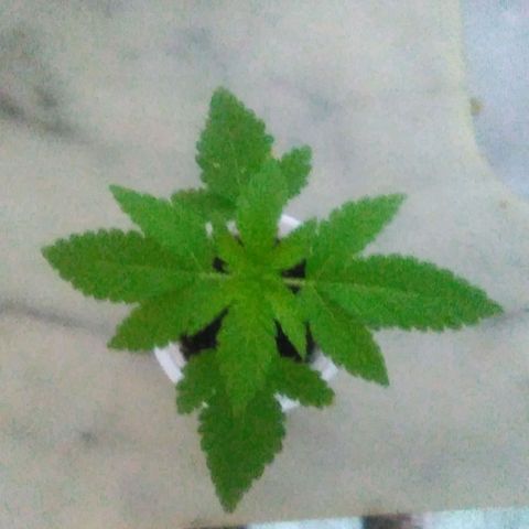 Whidak47[SXL141] growlog photo: Se la ve muy bien un muy bien avance yava casi por favor el 4 conjunto de ojas y la planta ya estaouodnedo transplante a gritos 