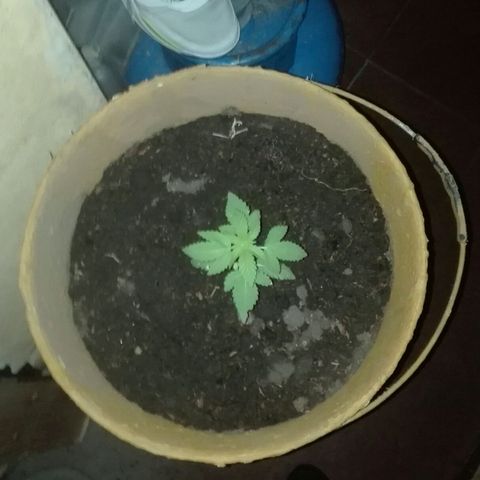 Whidak47[SXL141] growlog timeline photo