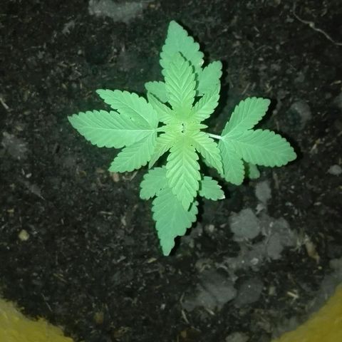 Whidak47[SXL141] growlog photo: Transplantes a maceta 20 lts