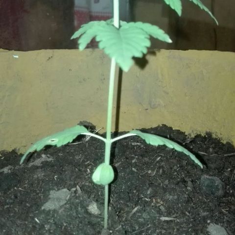 Whidak47[SXL141] growlog photo: Transplantes a maceta 20 lts